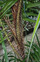 Calamus rudentum